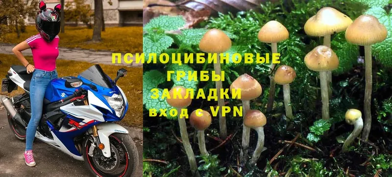 что такое   гидра зеркало  Галлюциногенные грибы Psilocybe  Вихоревка 